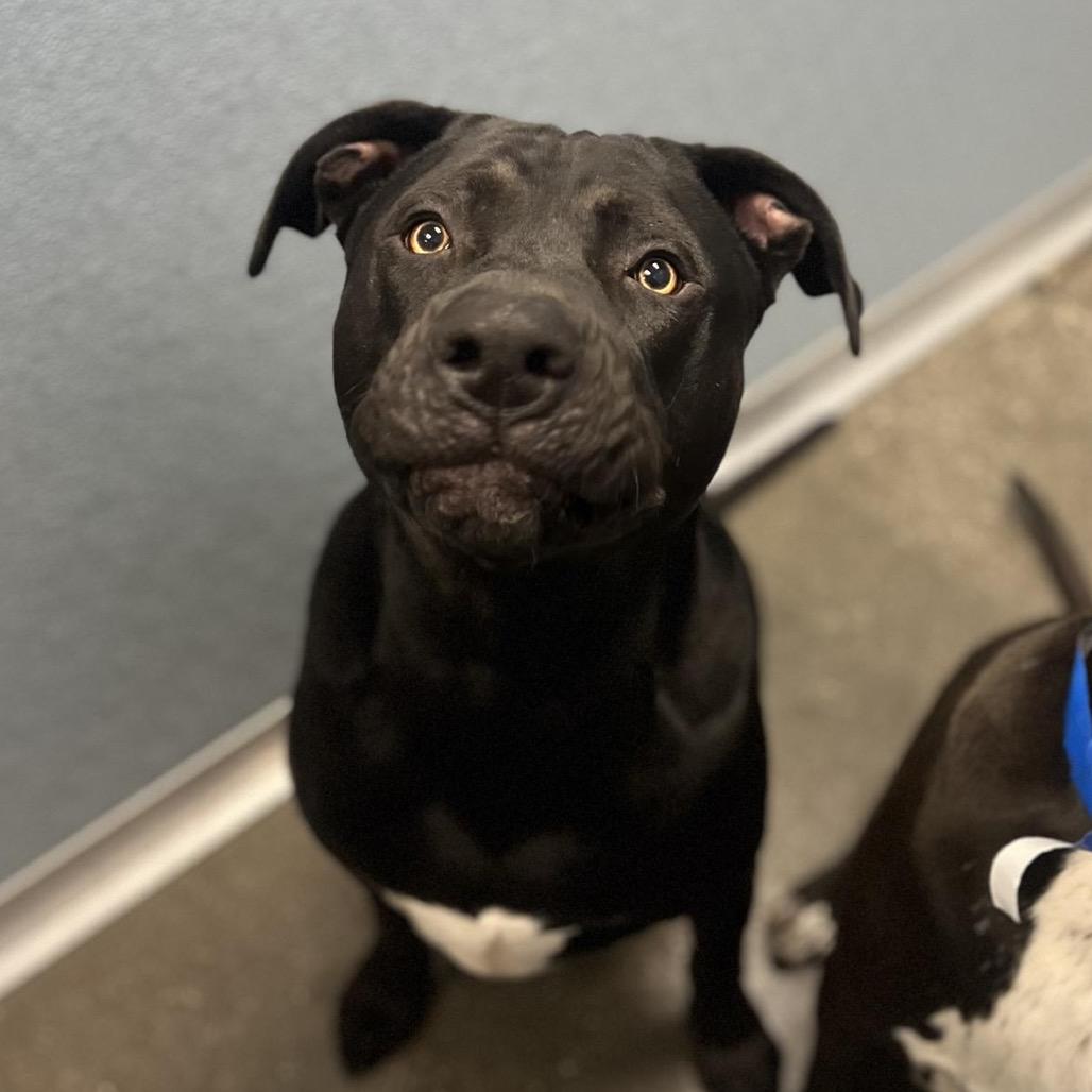 Enlarge Theo (Grasshopper), a Adoptable mixed breed in Brownsboro, AL image 2/5