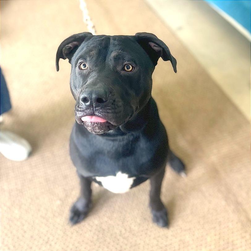 Enlarge Theo (Grasshopper), a Adoptable mixed breed in Brownsboro, AL image 3/5