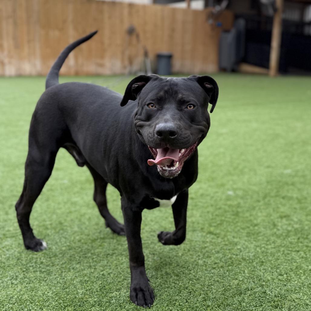 Enlarge Theo (Grasshopper), a Adoptable mixed breed in Brownsboro, AL image 4/5