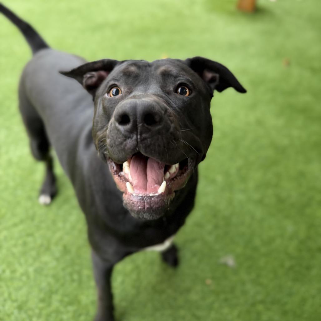 Enlarge Theo (Grasshopper), a Adoptable mixed breed in Brownsboro, AL image 5/5