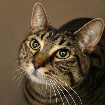 Bruce, a Adoptable mixed breed in Burlington, WA image 1/3