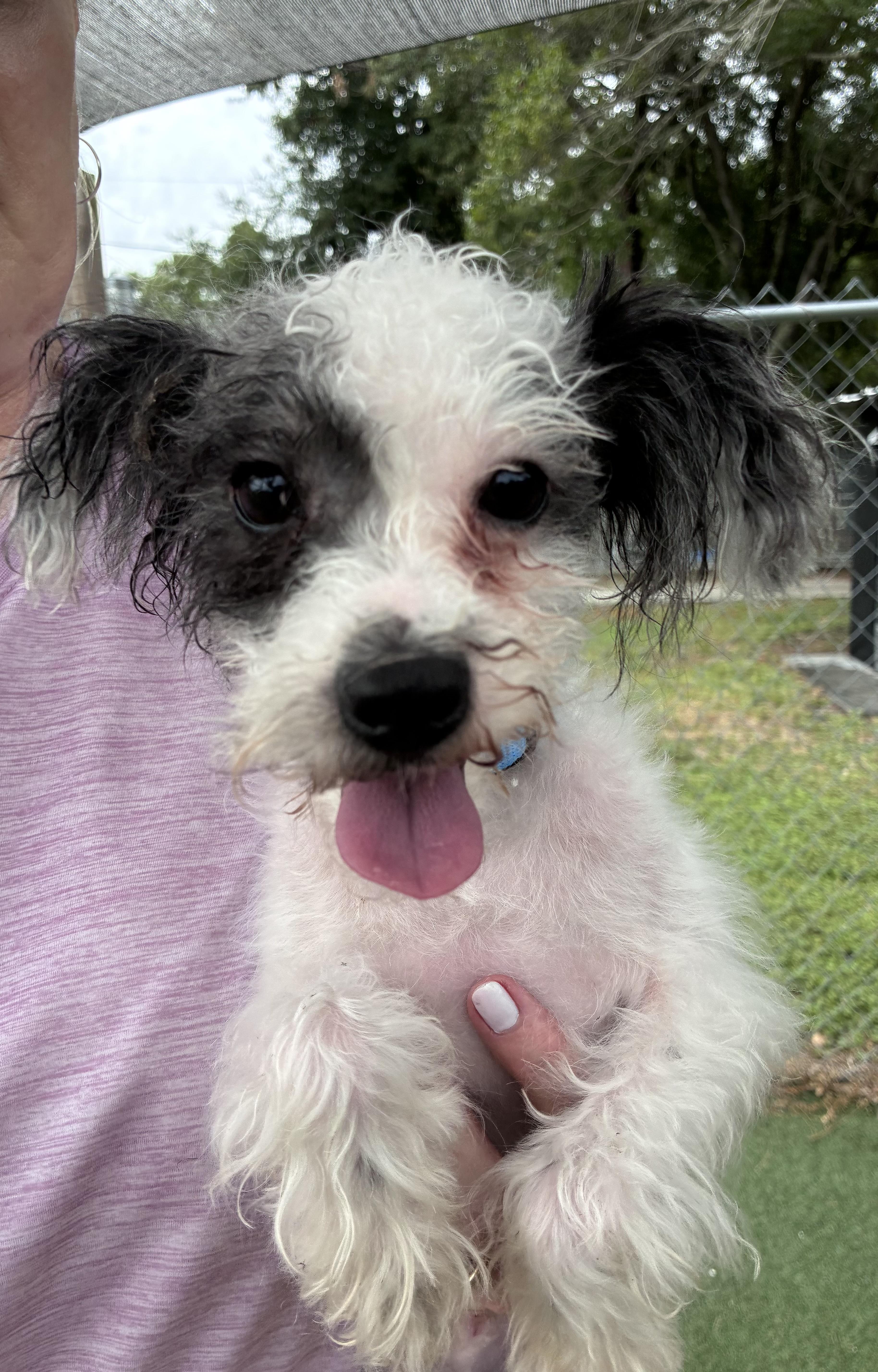 Marco, ADOPTABLE, Adult Male Havanese & Schnoodle.