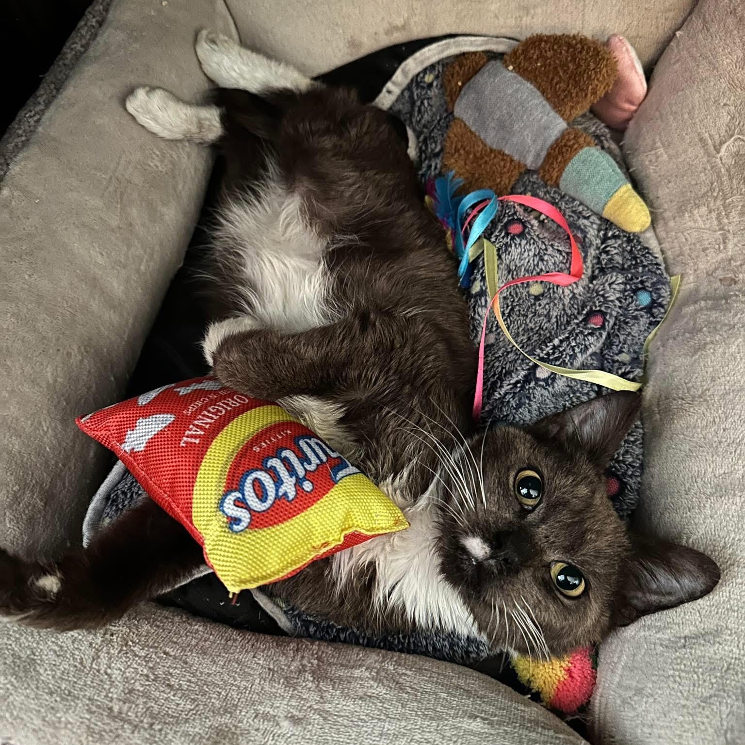 Reign, adopted, Kitten Female Domestic Short Hair.