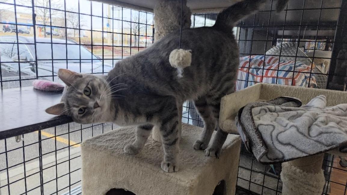 Enlarge Amy-Pet Valu Mavis, a ADOPTABLE Domestic Short Hair in Mississauga, ON image 5/6