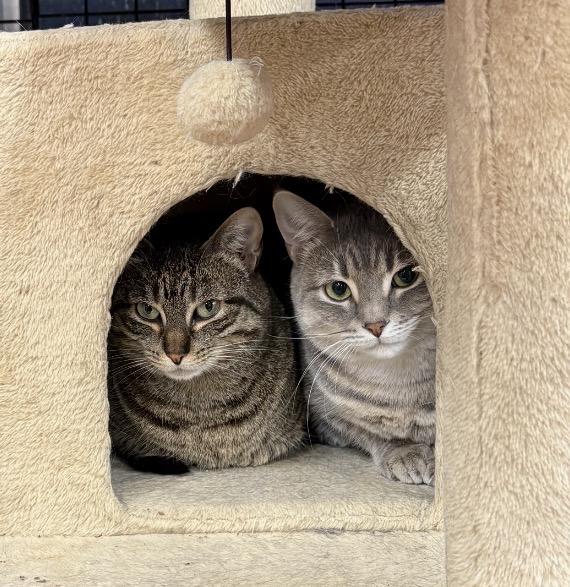 Enlarge Amy-Pet Valu Mavis, a ADOPTABLE Domestic Short Hair in Mississauga, ON image 2/6