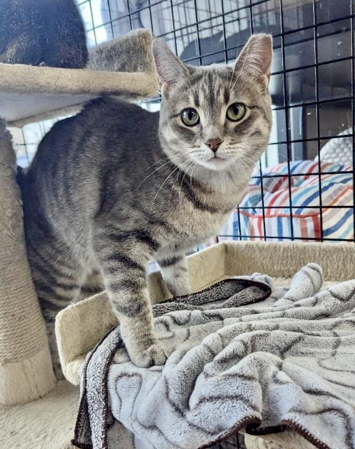Enlarge Amy-Pet Valu Mavis, a ADOPTABLE Domestic Short Hair in Mississauga, ON image 1/6