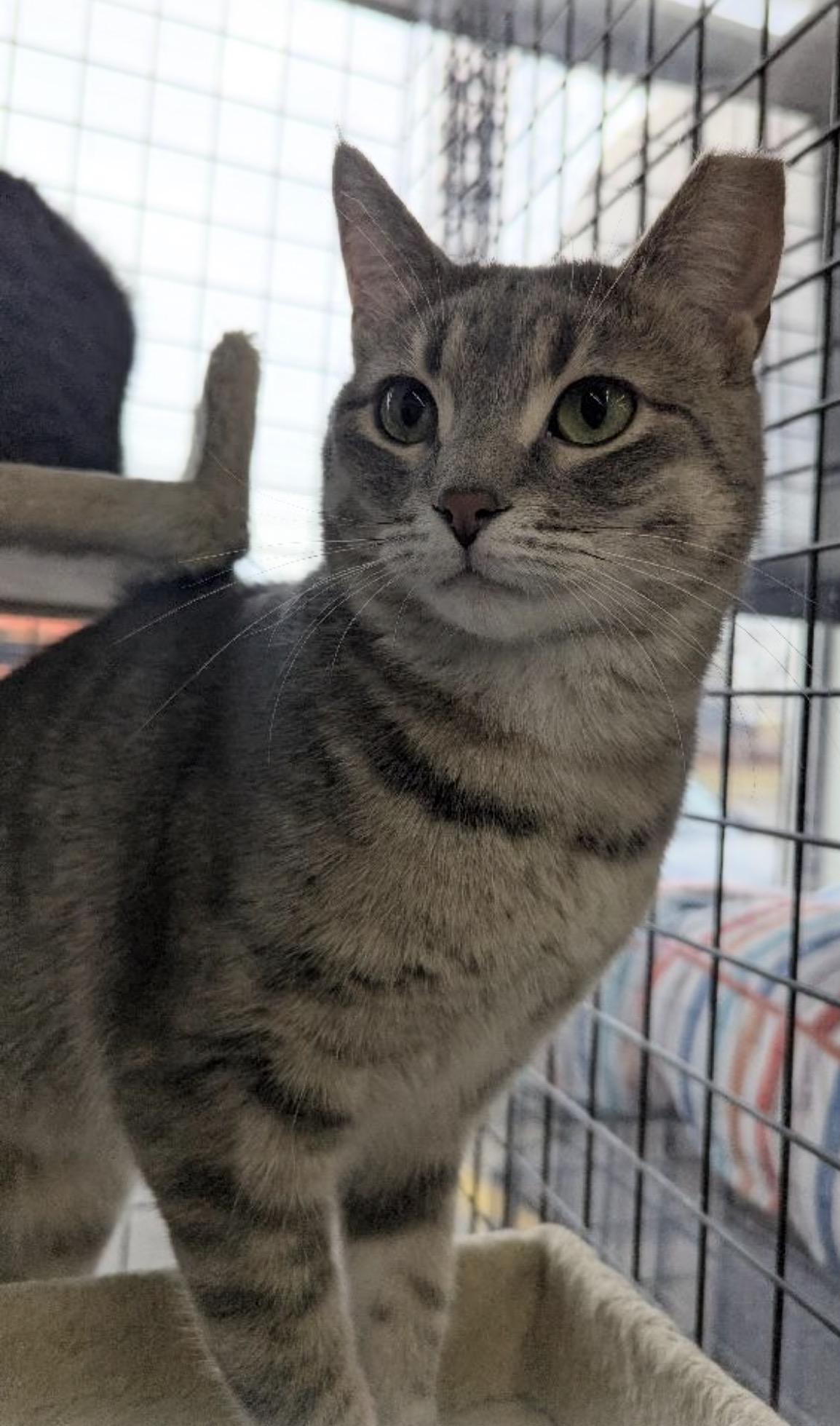 Enlarge Amy-Pet Valu Mavis, a ADOPTABLE Domestic Short Hair in Mississauga, ON image 3/6