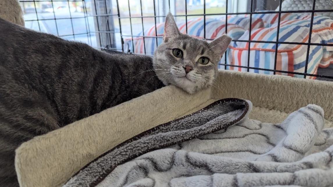 Enlarge Amy-Pet Valu Mavis, a ADOPTABLE Domestic Short Hair in Mississauga, ON image 4/6