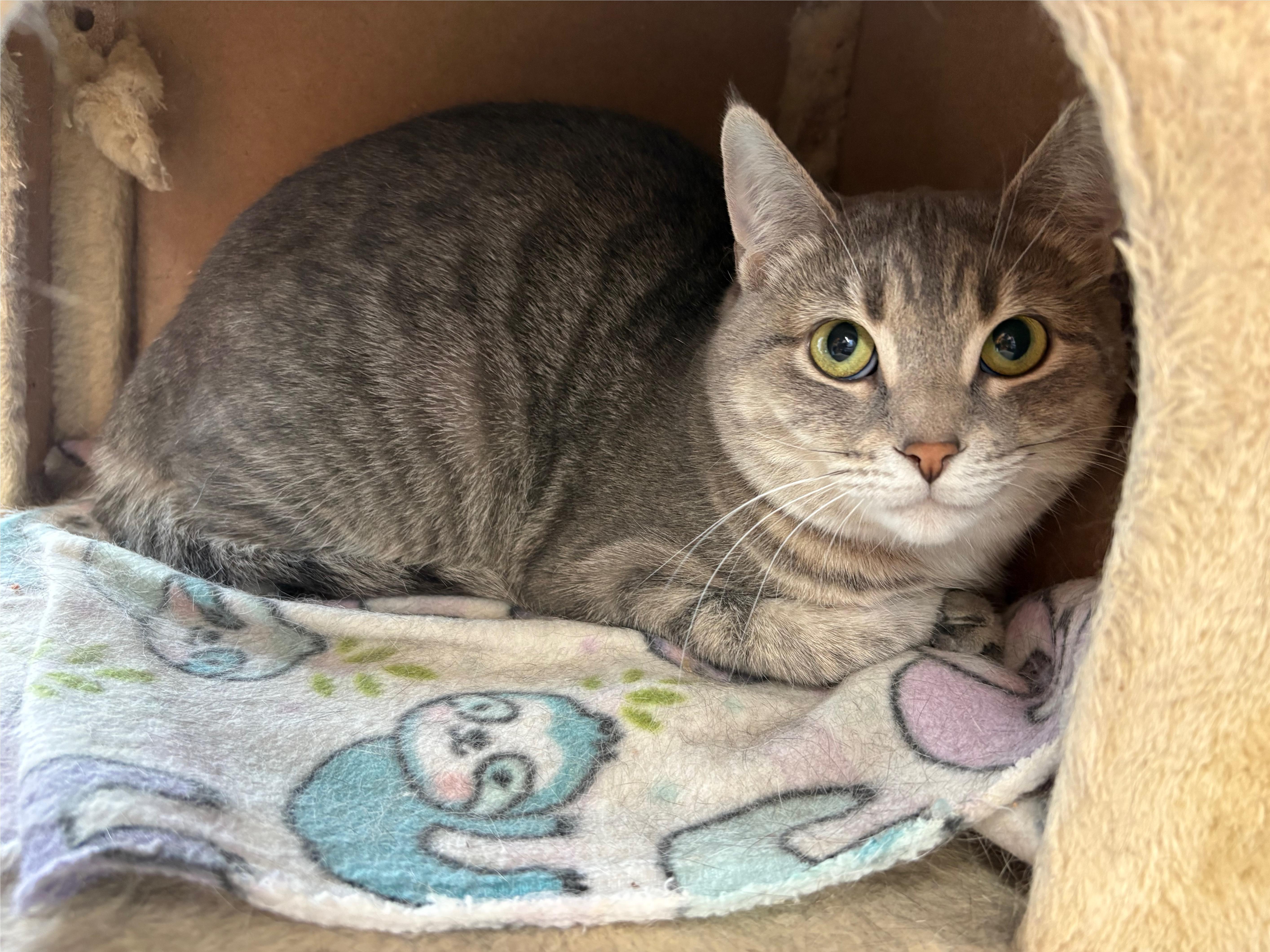 Enlarge Amy-Pet Valu Mavis, a ADOPTABLE Domestic Short Hair in Mississauga, ON image 6/6