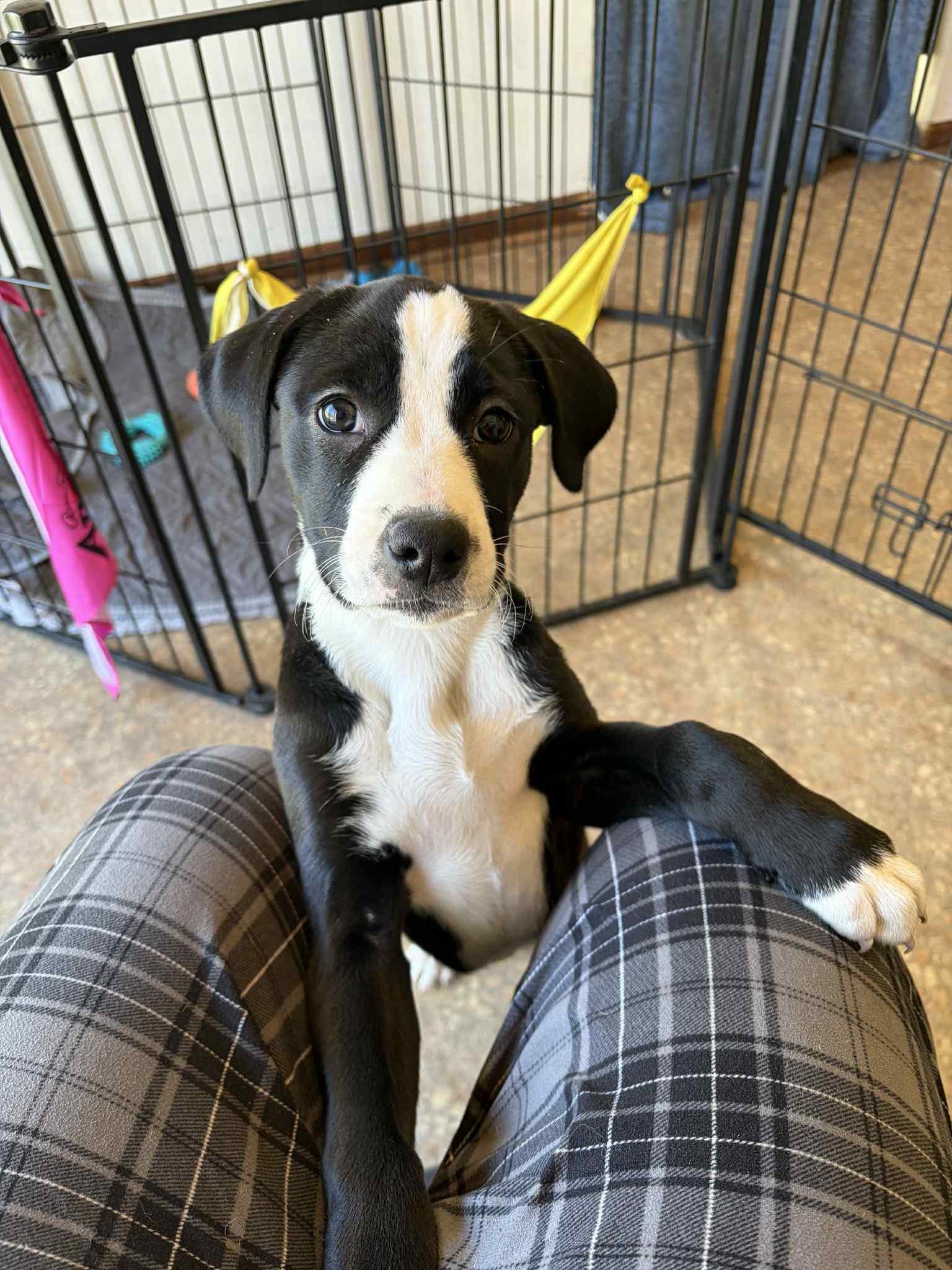 Moo, ADOPTABLE, Puppy Female Mixed Breed.