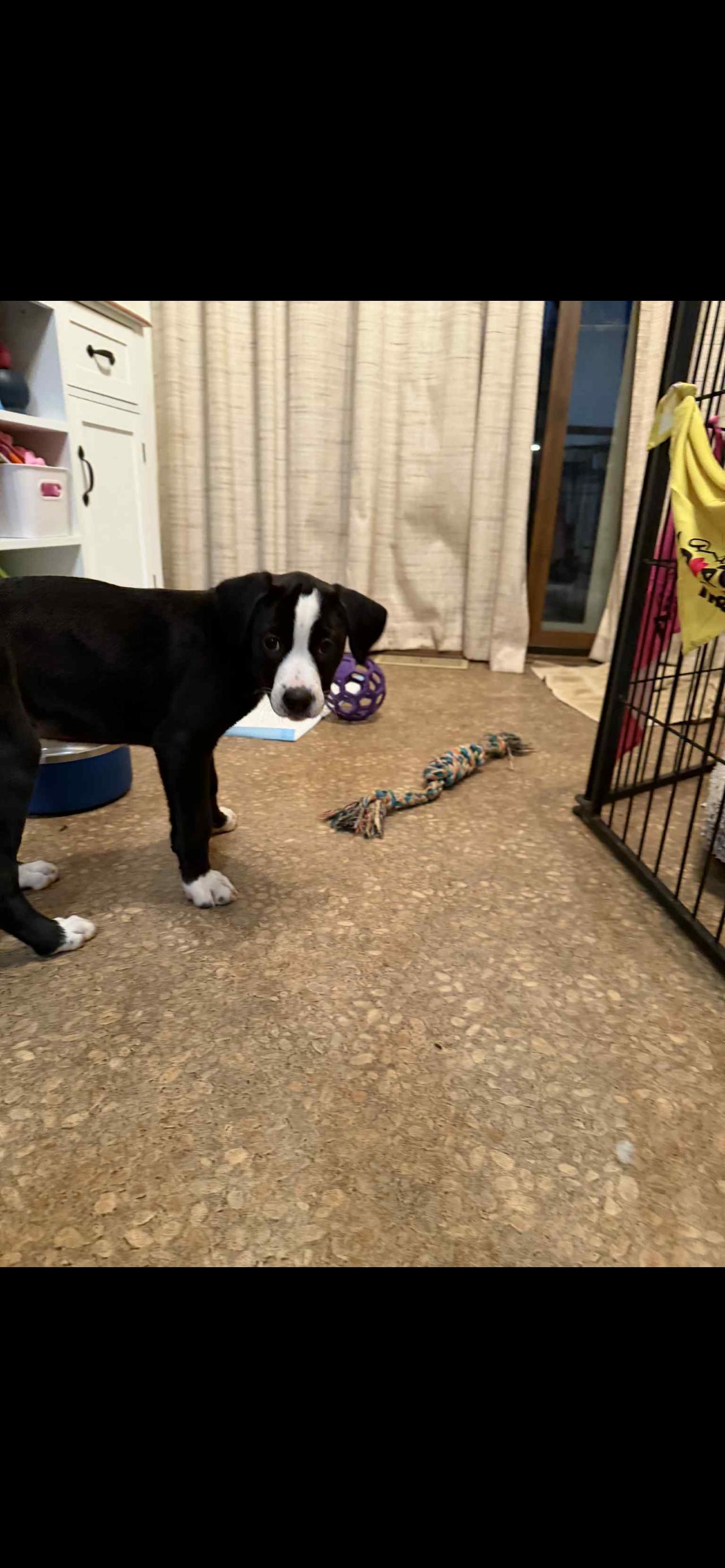 Enlarge Moo, a ADOPTABLE Mixed Breed in Kenosha, WI image 3/3