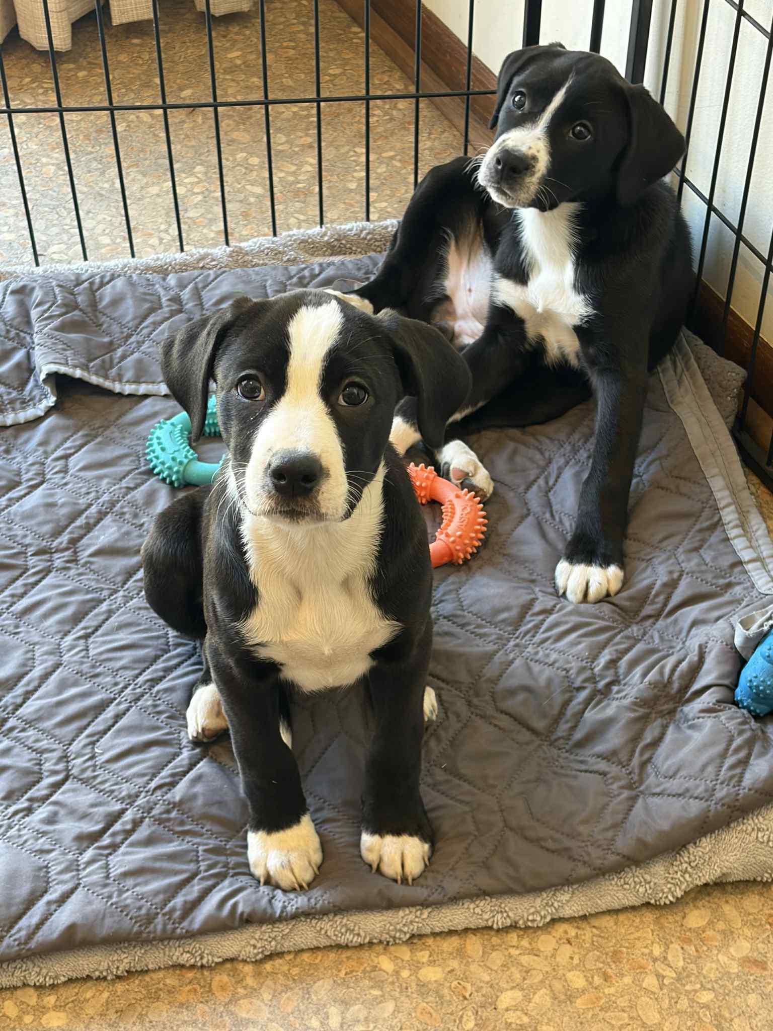 Enlarge Moo, a ADOPTABLE Mixed Breed in Kenosha, WI image 2/3