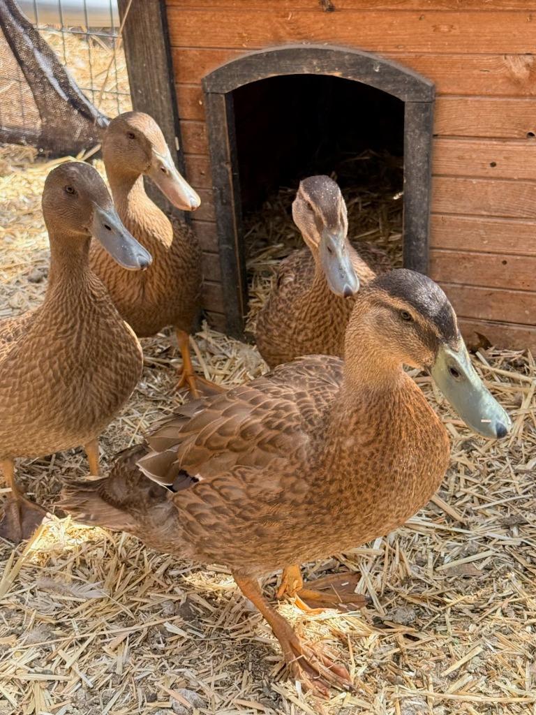 Enlarge Jolene / Dolly / Carl, a Adoptable Duck in Eagle Mountain, UT image 2/2
