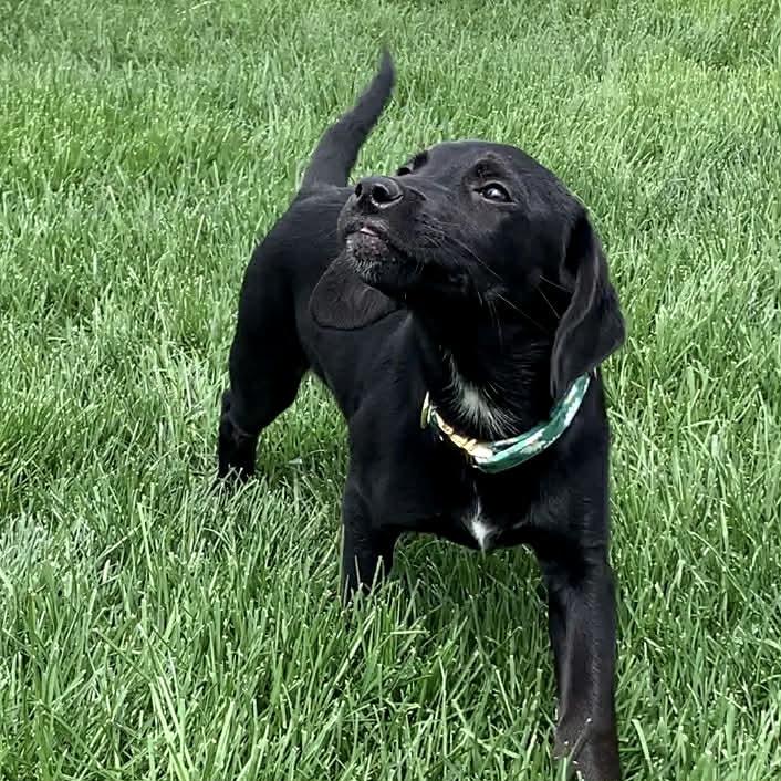 Enlarge PIPER, a ADOPTABLE mixed breed in Evansville, WI image 4/4