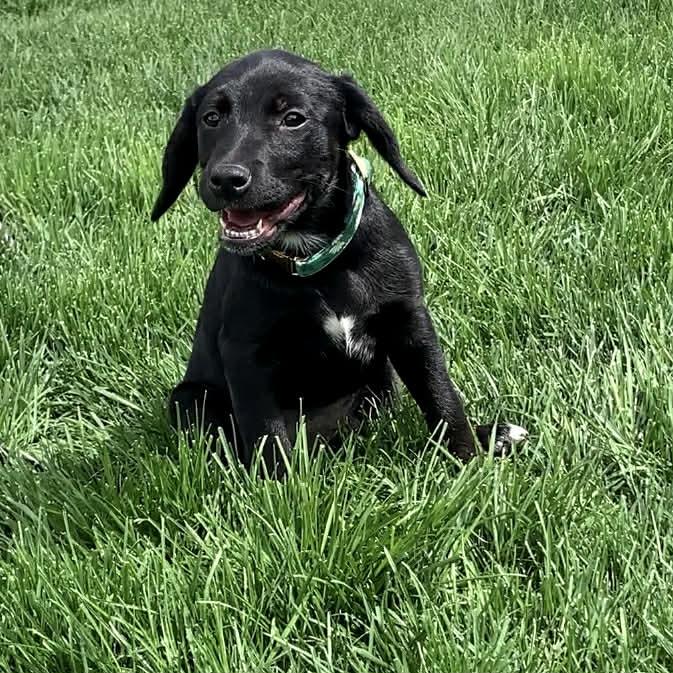 Enlarge PIPER, a ADOPTABLE mixed breed in Evansville, WI image 3/4