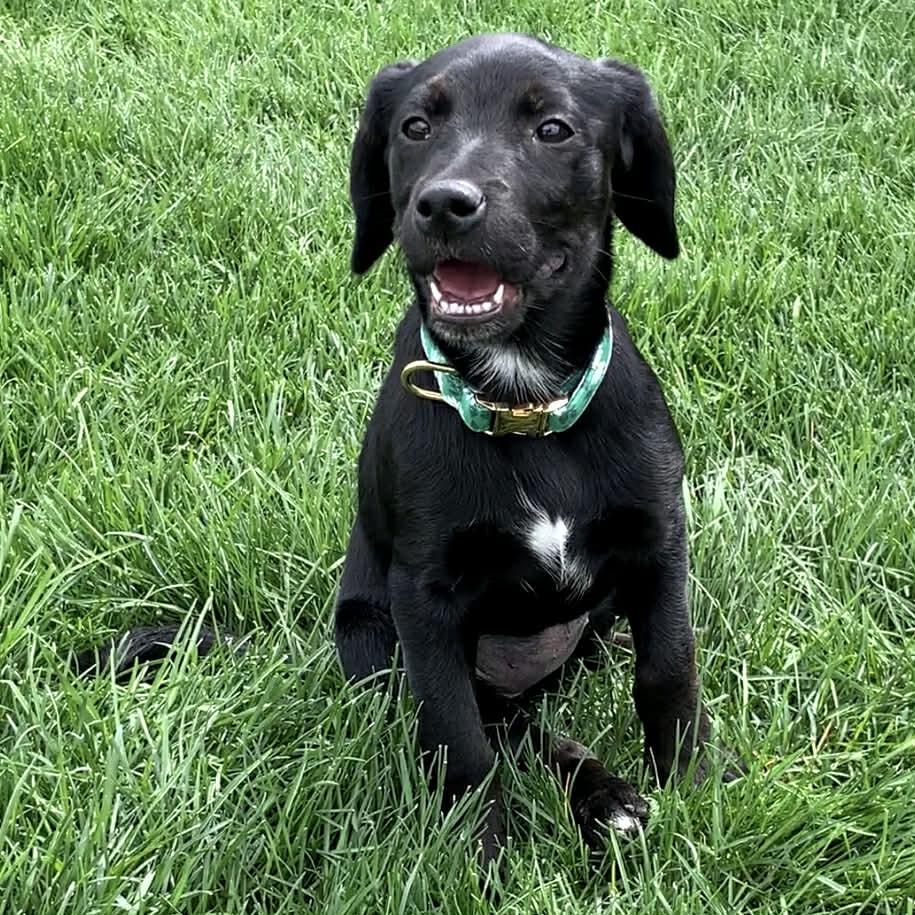 Enlarge PIPER, a ADOPTABLE mixed breed in Evansville, WI image 2/4