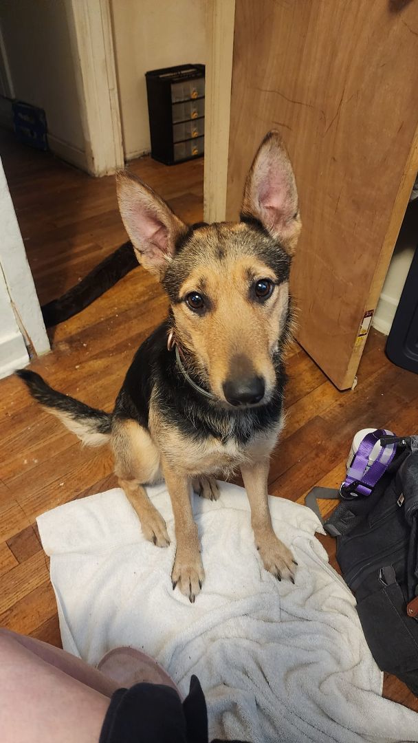 Sophie, an adoptable German Shepherd Dog in Puyallup, WA, 98444 | Photo Image 1