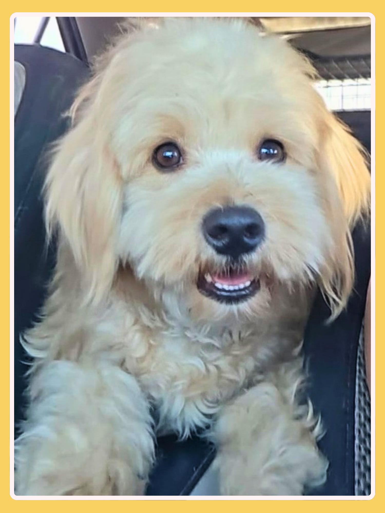 Angel, an adopted mixed breed in San Francisco, CA image 5/5