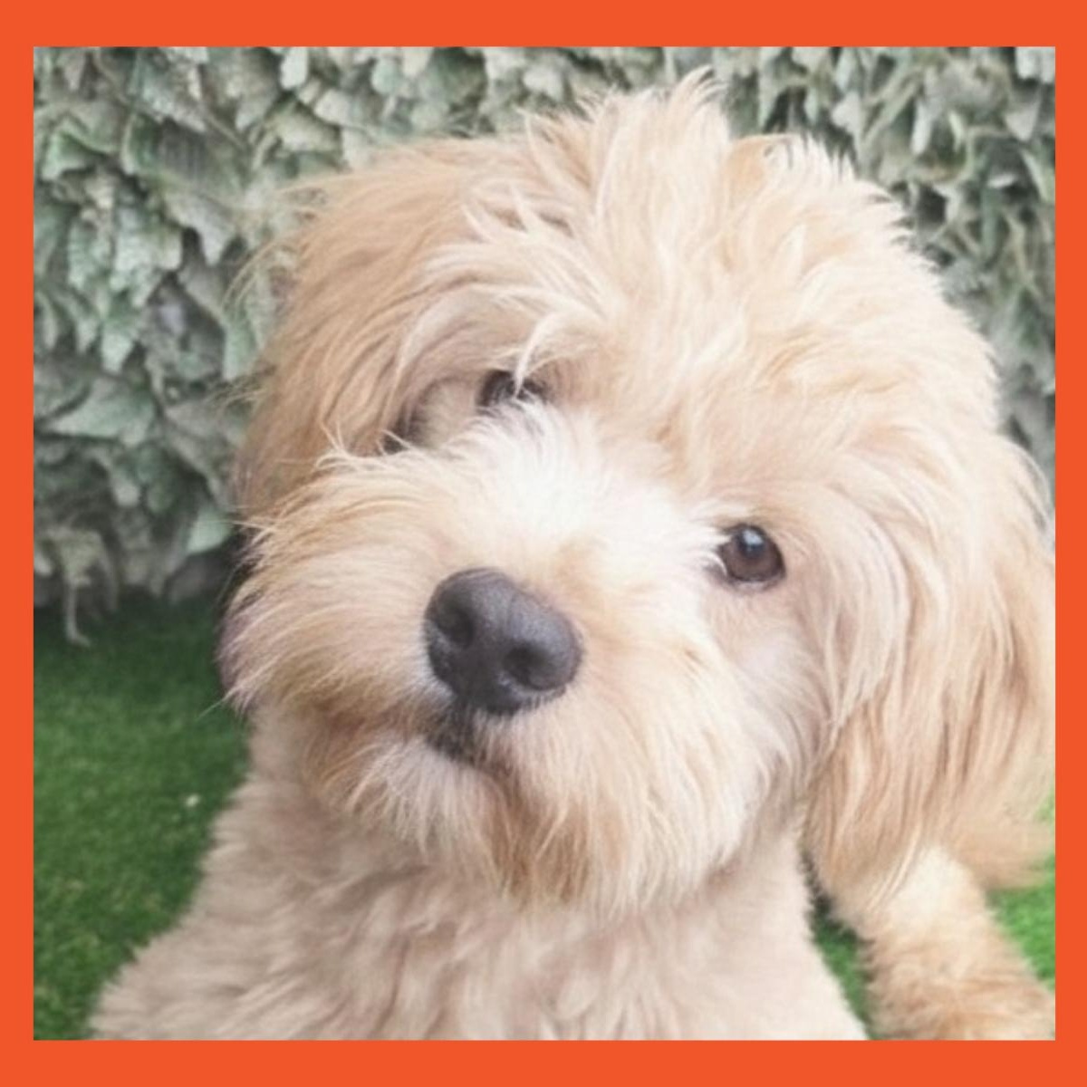 Angel, adopted, Young Male Terrier & Poodle.