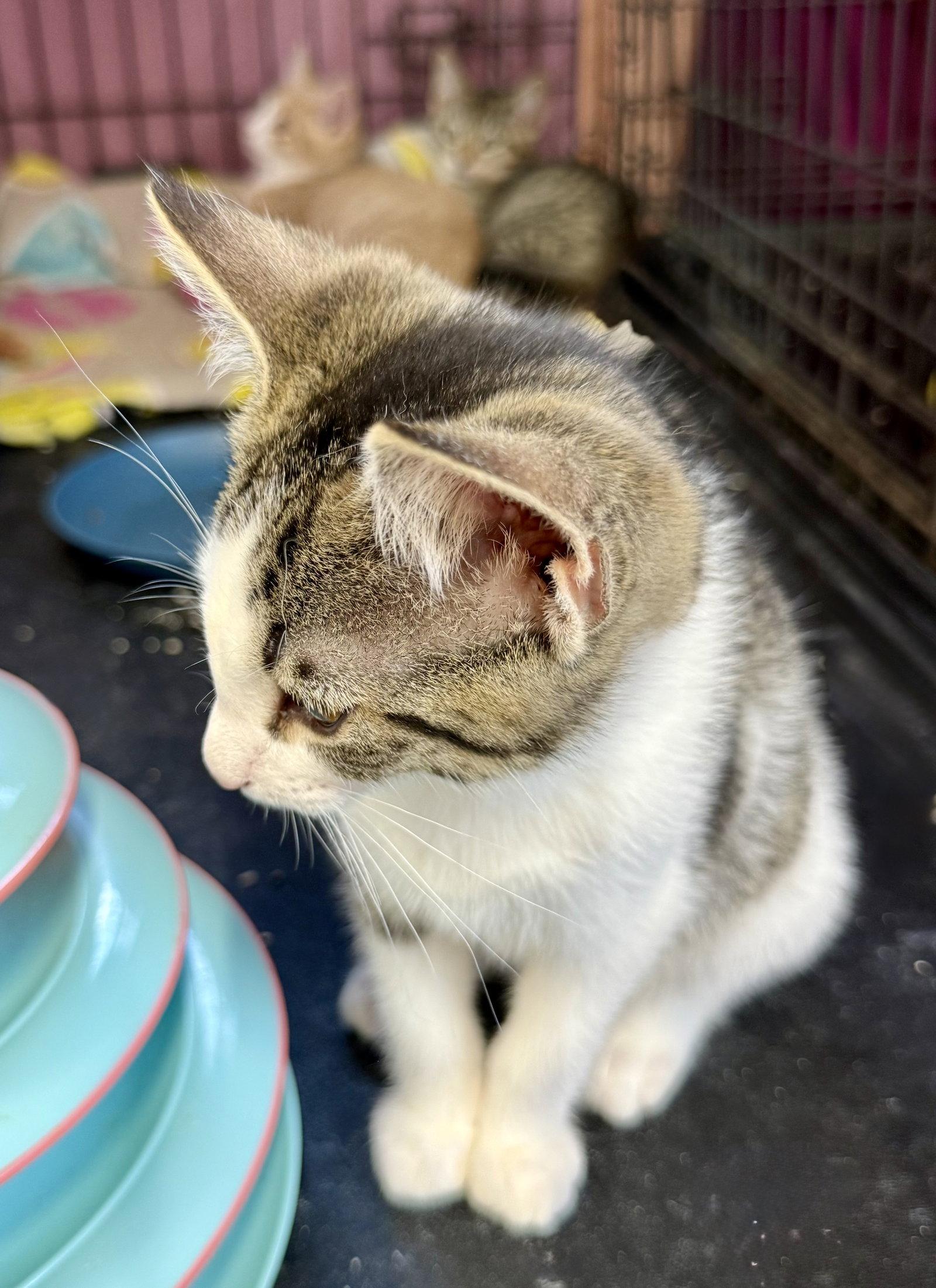 Sawyer, Adoptable, Kitten Male Tabby.