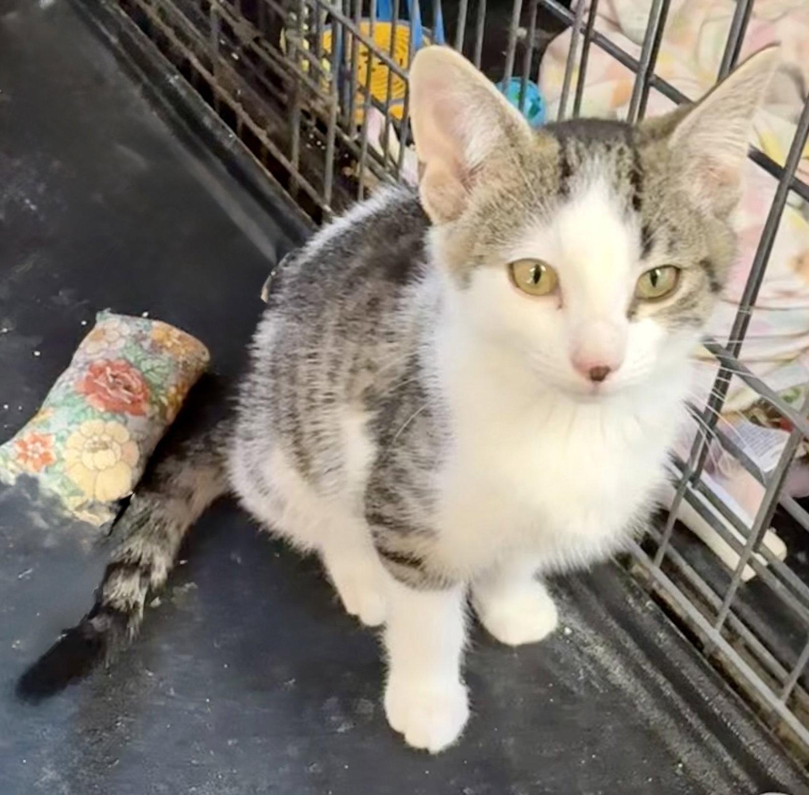 Enlarge Sawyer, a Adoptable Tabby in Maywood, IL image 2/3