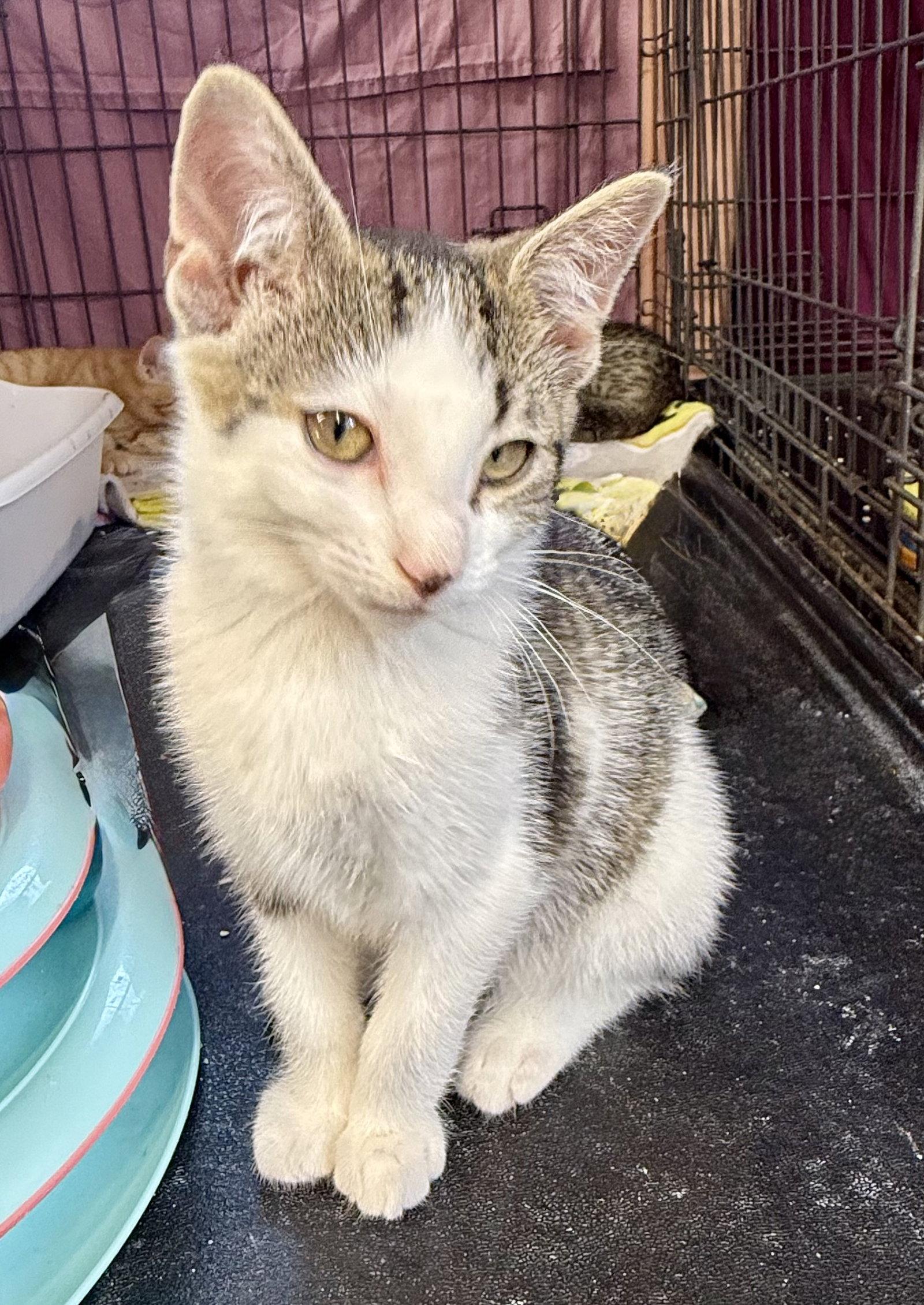 Enlarge Sawyer, a Adoptable Tabby in Maywood, IL image 3/3