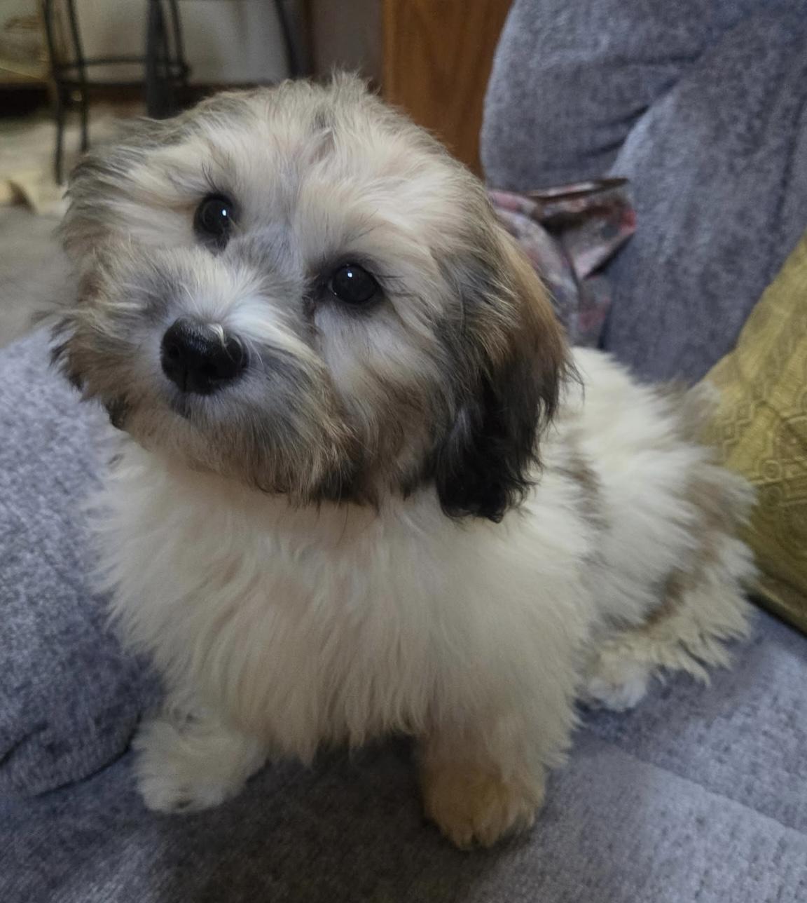 Allie, adopted, Puppy Female Shih Tzu & Bichon Frise.