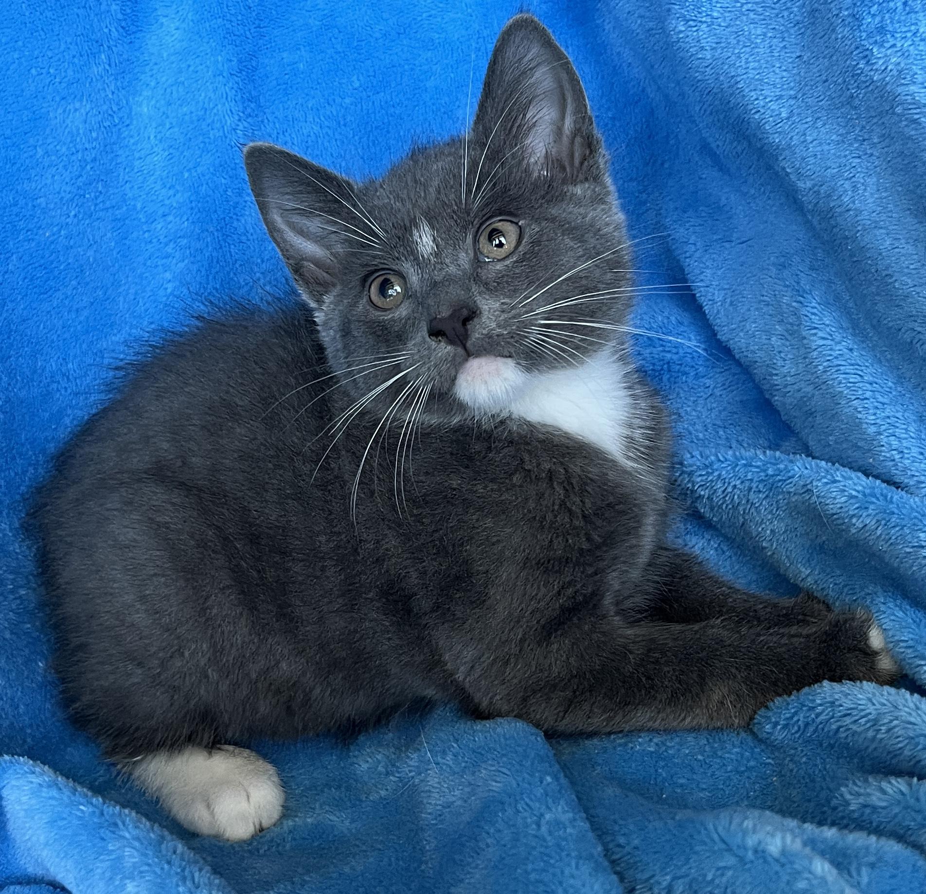 Enlarge Robbie, a ADOPTABLE Tuxedo in Tigard, OR image 2/2