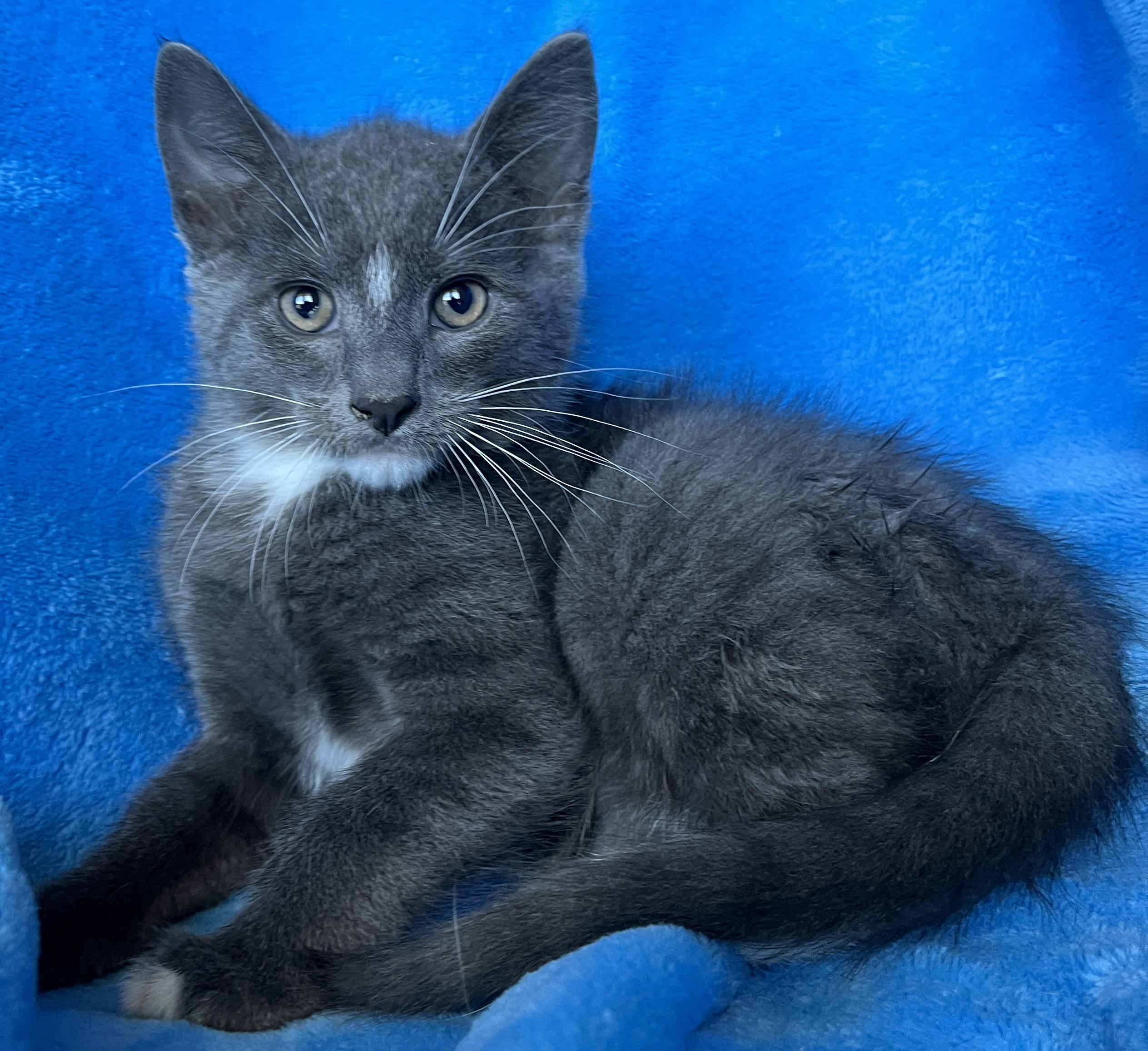 Robbie, ADOPTABLE, Kitten Male Tuxedo.