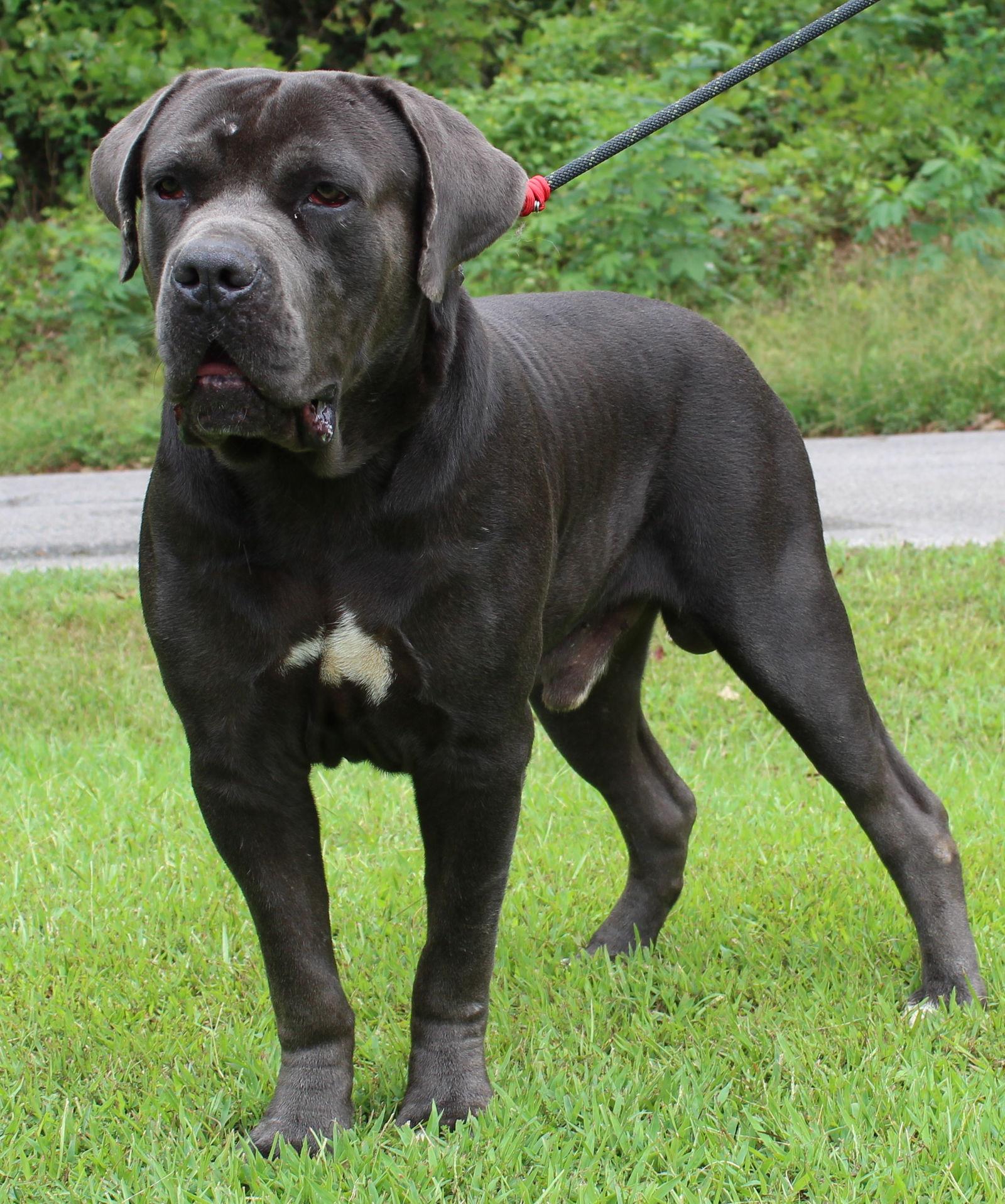 Chuck 42289, Adopted, Young Male Cane Corso & Bullmastiff.