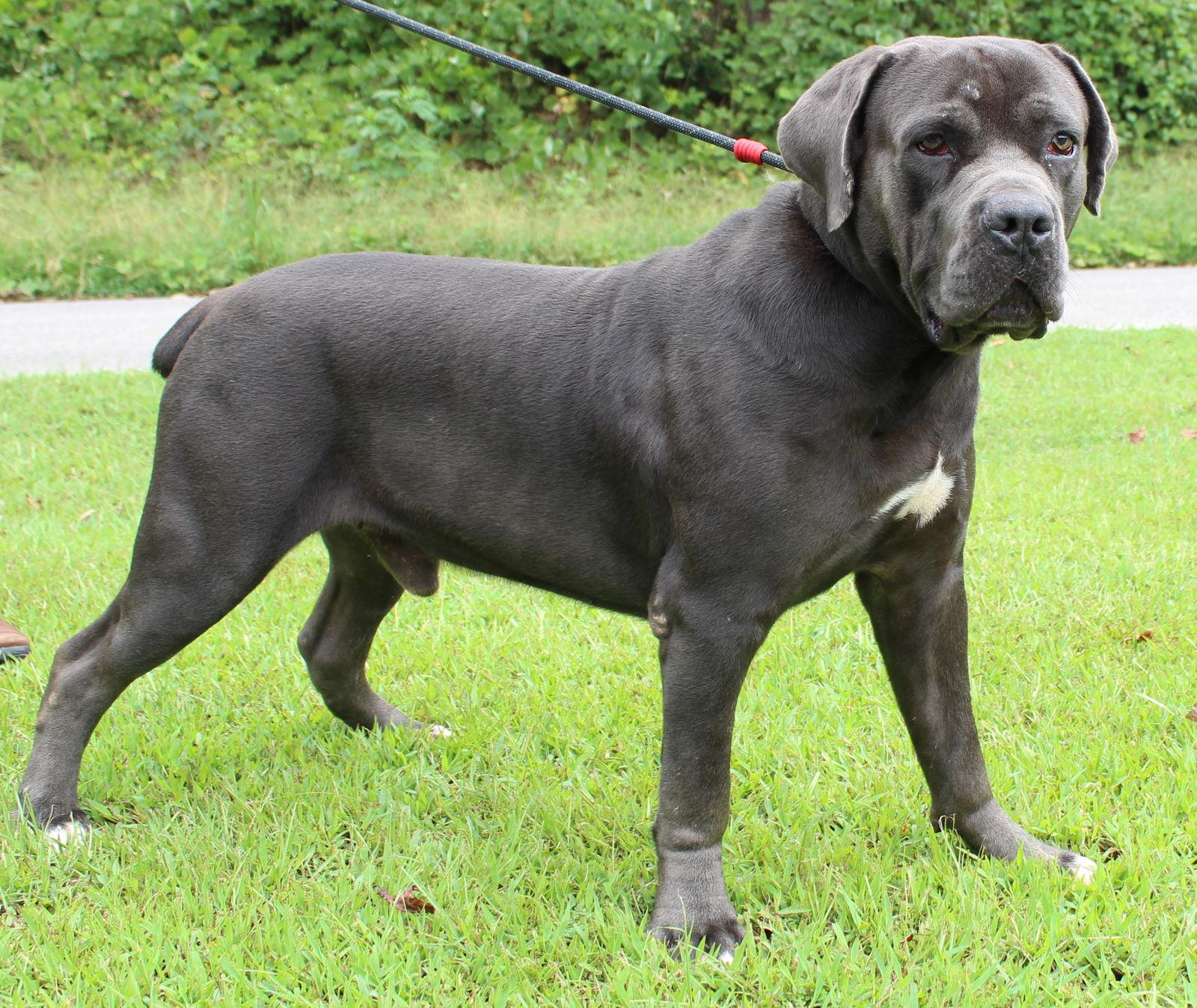 Chuck 42289, a Adopted mixed breed in Prattville, AL image 2/3