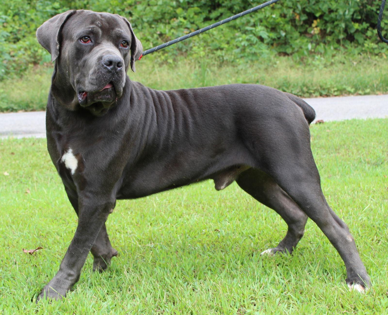 Chuck 42289, a Adopted mixed breed in Prattville, AL image 3/3