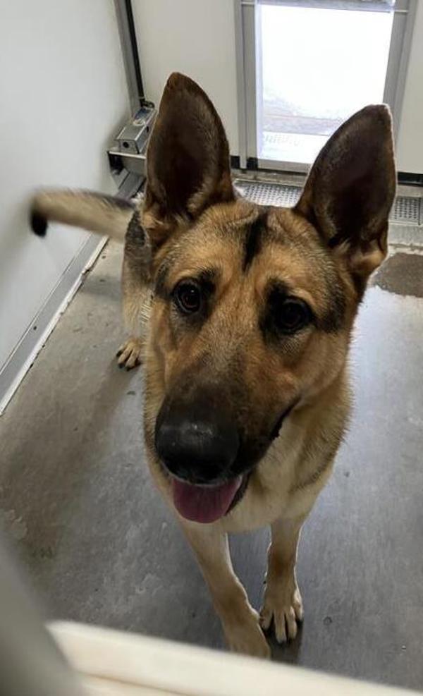 Scout, Adoptable, Adult Male German Shepherd Dog.