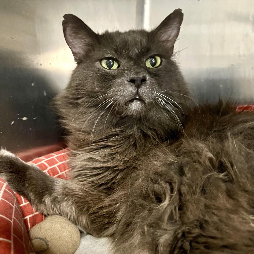 Louie, Adoptable, Senior Male Domestic Long Hair.