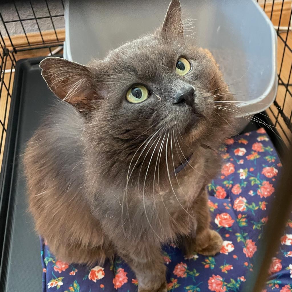Enlarge Louie, a Adoptable Domestic Long Hair in Morgan Hill, CA image 2/2