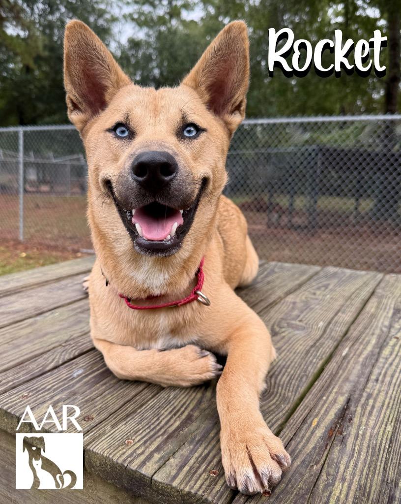 Enlarge Rocket, a Adoptable mixed breed in Magnolia, TX image 1/6