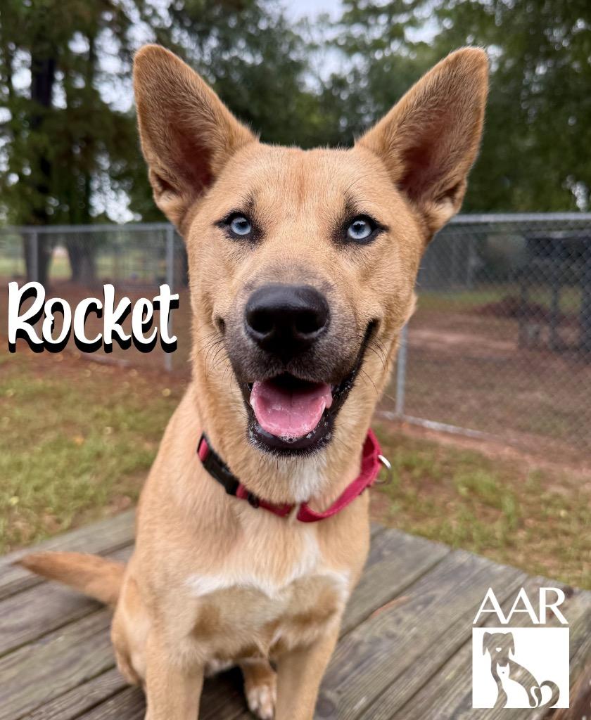 Enlarge Rocket, a Adoptable mixed breed in Magnolia, TX image 2/6