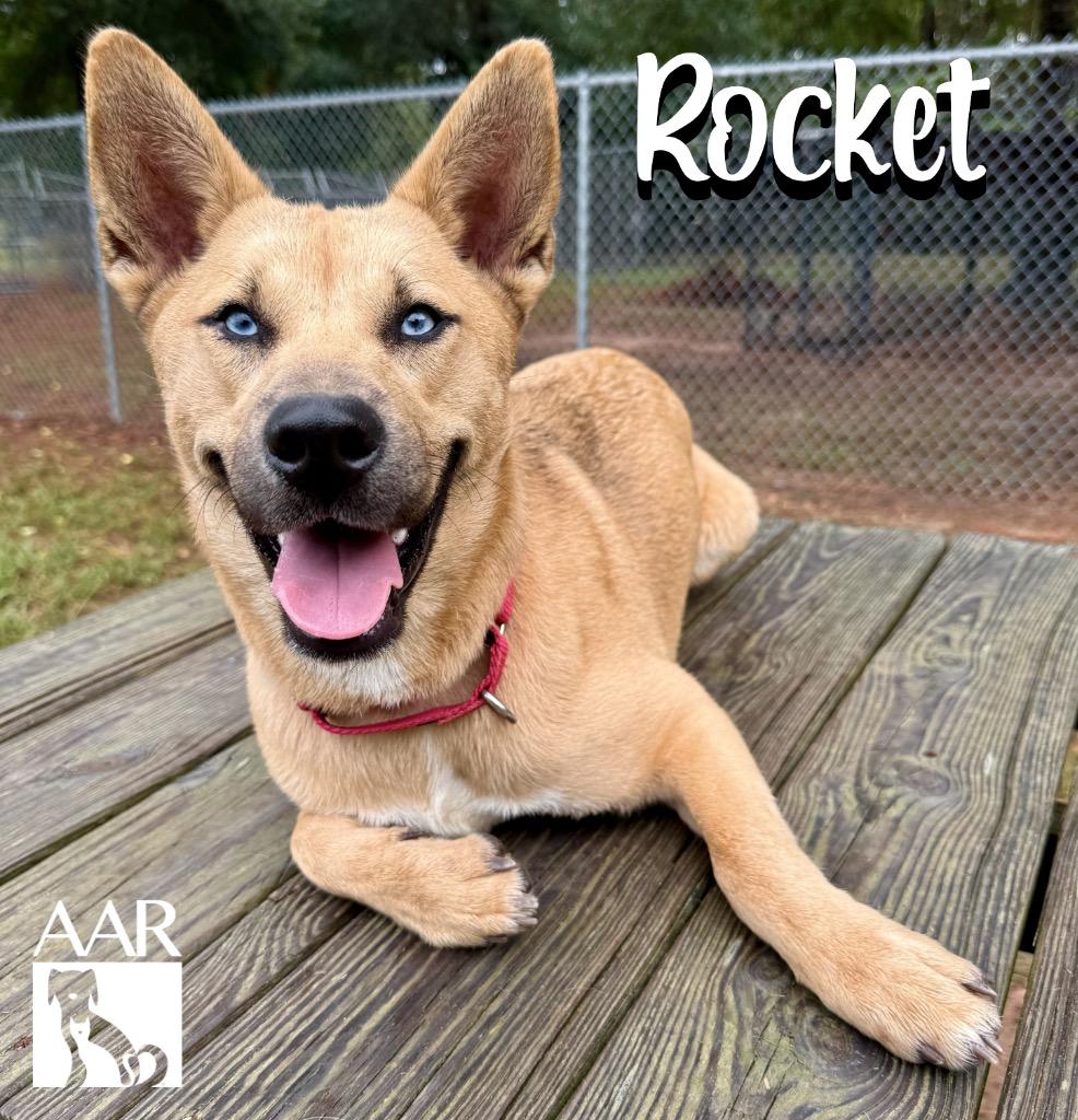 Enlarge Rocket, a Adoptable mixed breed in Magnolia, TX image 3/6