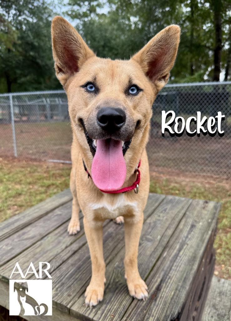 Enlarge Rocket, a Adoptable mixed breed in Magnolia, TX image 4/6
