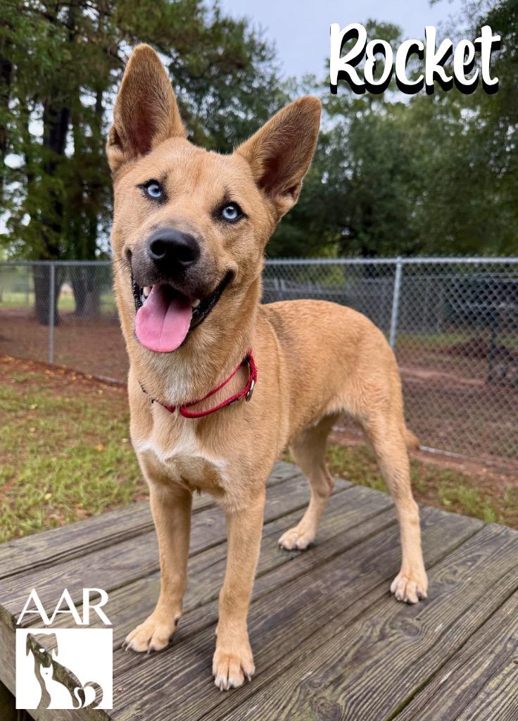 Enlarge Rocket, a Adoptable mixed breed in Magnolia, TX image 5/6