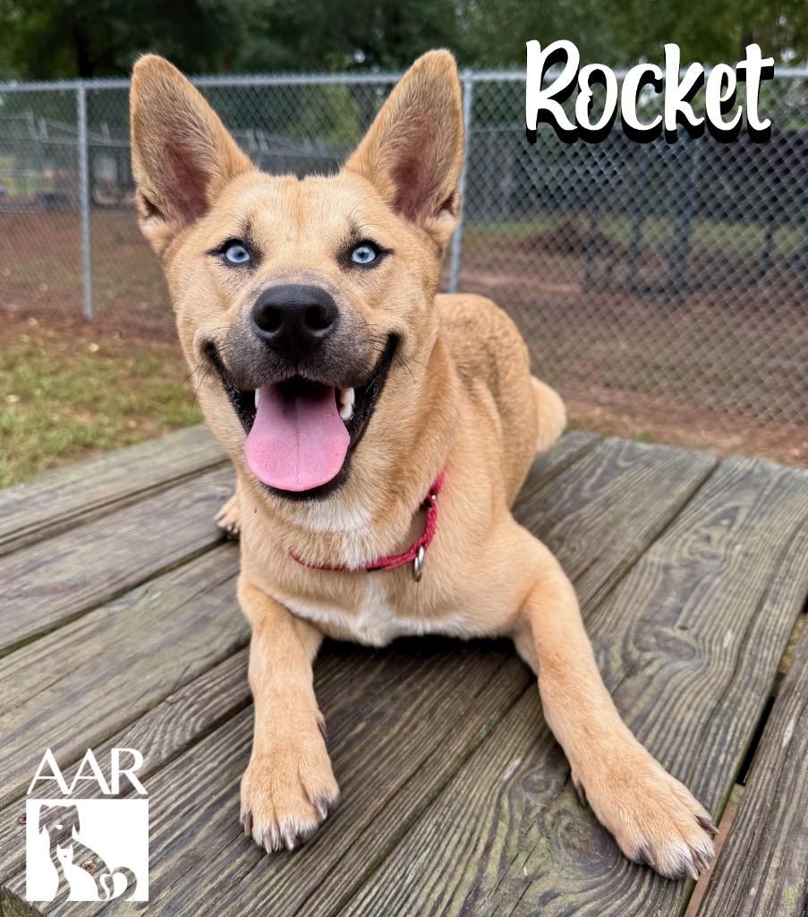 Enlarge Rocket, a Adoptable mixed breed in Magnolia, TX image 6/6