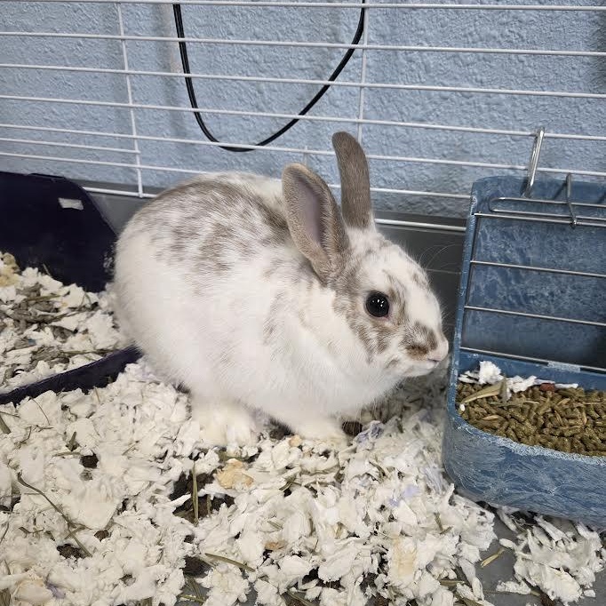 Benson, adopted, Young Male Mini Rex & Netherland Dwarf.