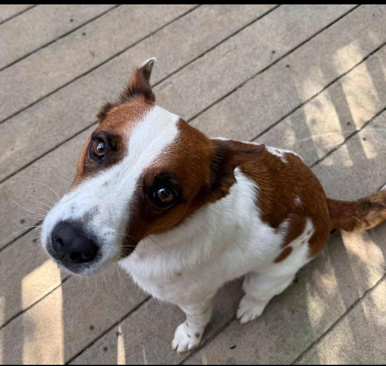 Nova