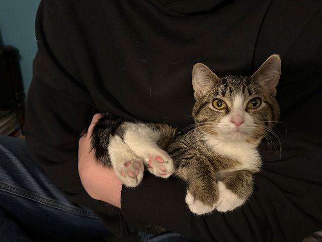 Enlarge Berry C4774, a Adoptable Domestic Short Hair in minneapolis, MN image 1/3