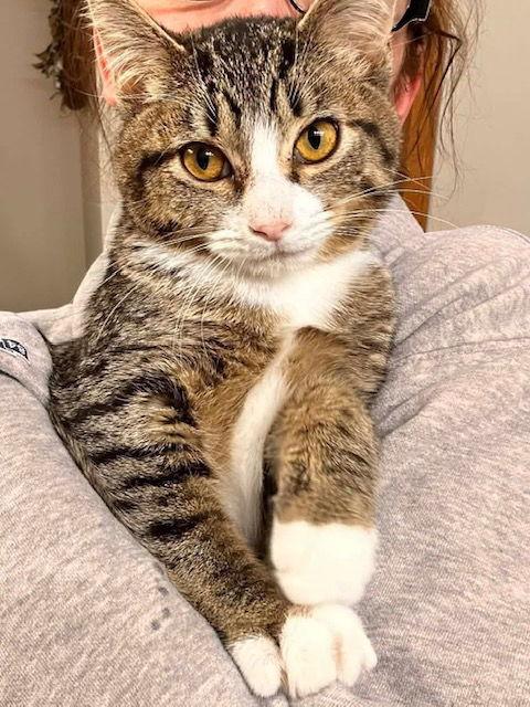 Enlarge Berry C4774, a Adoptable Domestic Short Hair in minneapolis, MN image 2/3