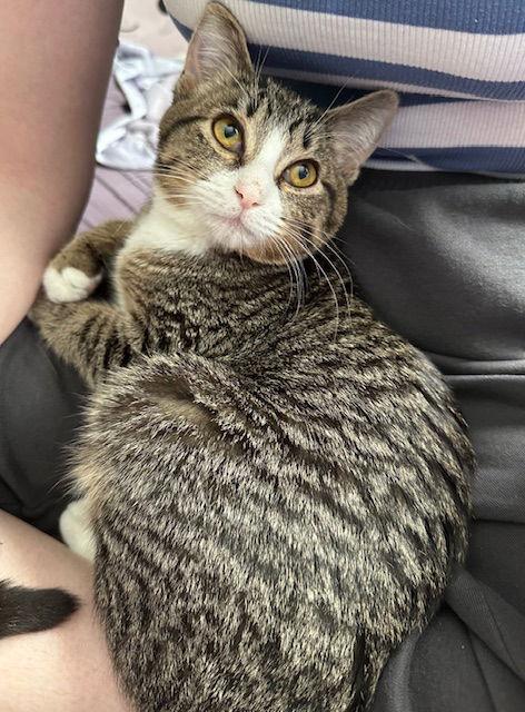 Enlarge Berry C4774, a Adoptable Domestic Short Hair in minneapolis, MN image 3/3