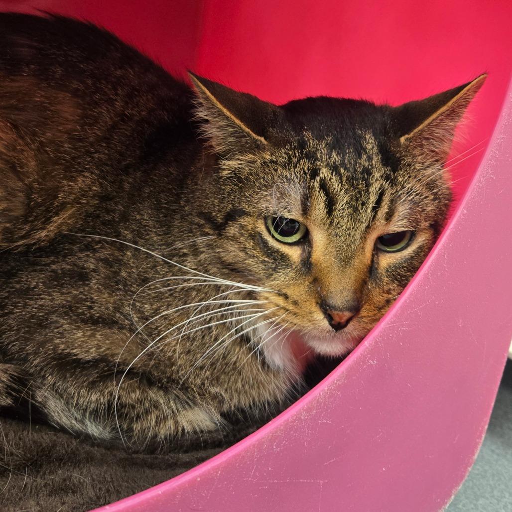 Enlarge Milo, a Adoptable Domestic Short Hair in Waukesha, WI image 1/2