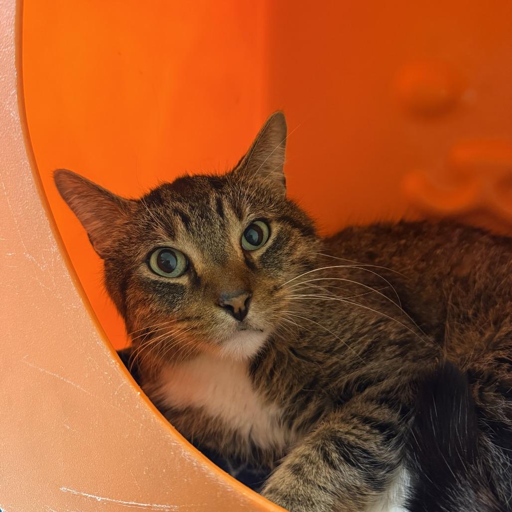 Enlarge Milo, a Adoptable Domestic Short Hair in Waukesha, WI image 2/2