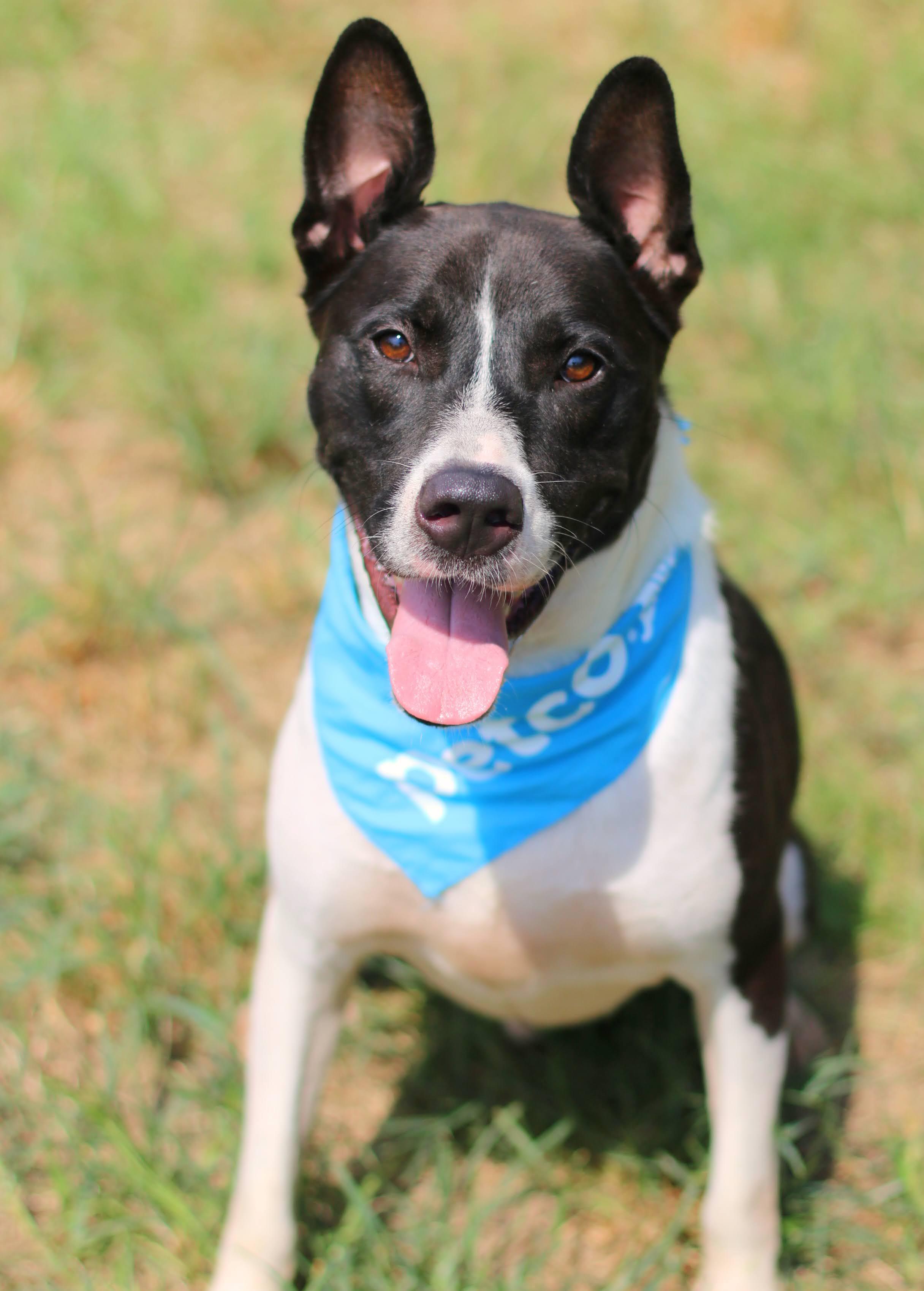 Enlarge Banjo, a Adoptable mixed breed in Oxford , MS image 5/6