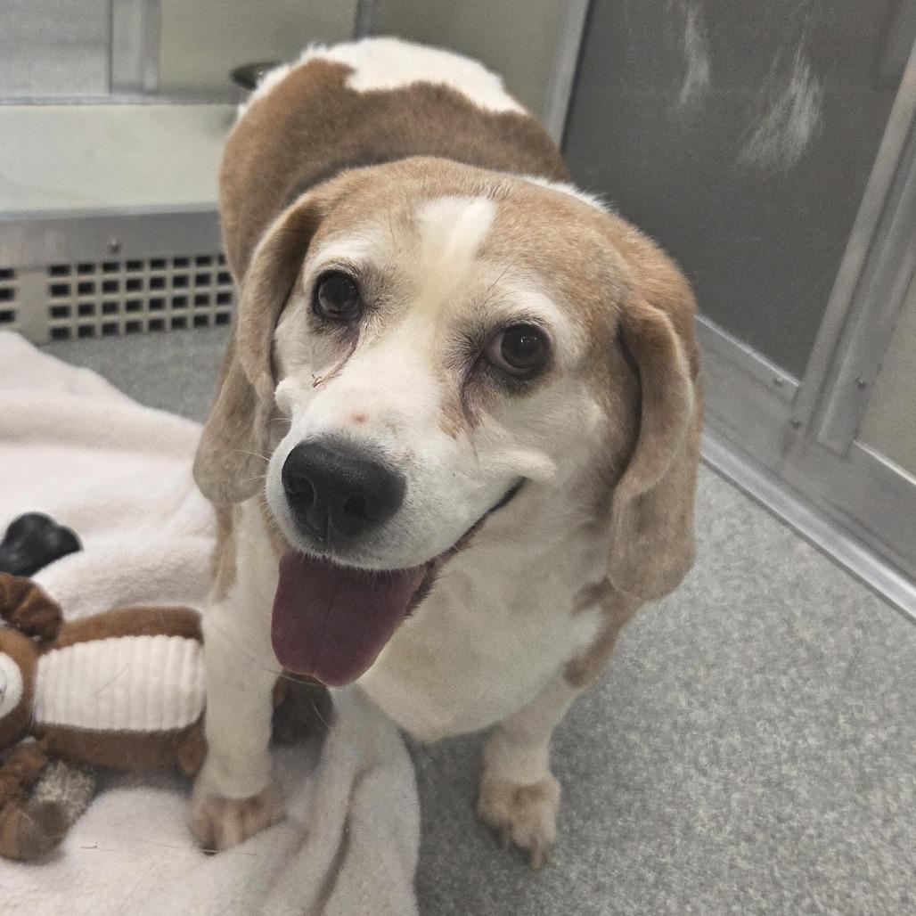 Bernard, a Adoptable Mixed Breed in Hinsdale, IL image 2/3